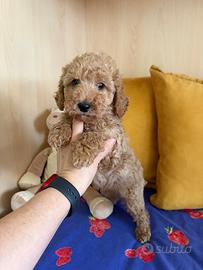 Barboncino albicocca