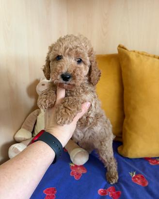 Barboncino albicocca