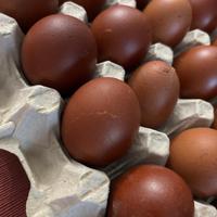 Disponibili marans araucana