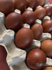 Disponibili marans araucana