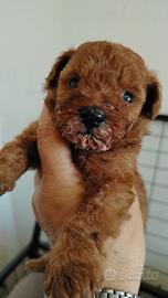 Cucciolo di Barboncino nano