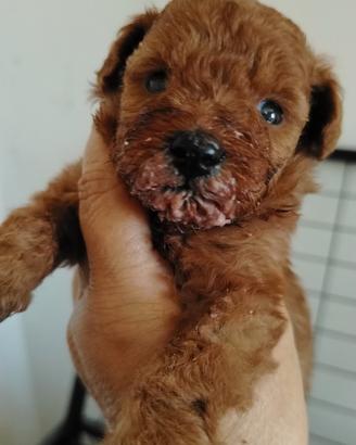 Cucciolo di Barboncino nano