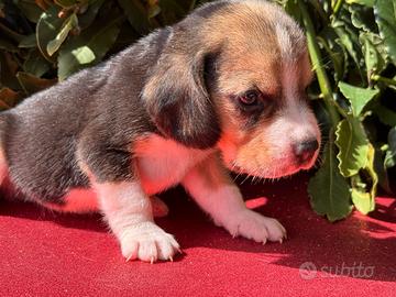 Beagle