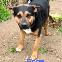 Una famiglia per Eros dolce musetto in adozione