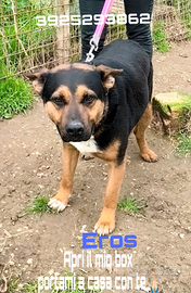 Una famiglia per Eros dolce musetto in adozione