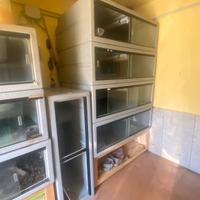 Teche professionali per rettili