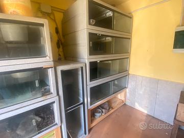 Teche professionali per rettili