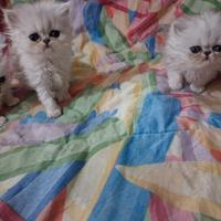 Splendidi cuccioli di gatti persiani ochi celesti