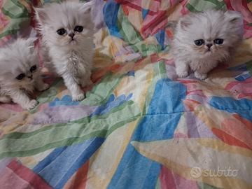 Splendidi cuccioli di gatti persiani ochi celesti