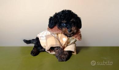 Barboncino Toy Phantom