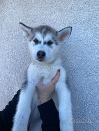 Cucciole di Husky