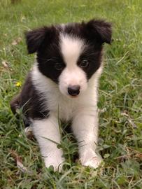 cuccioli border collie 