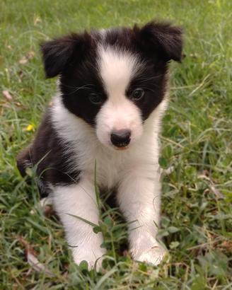 cuccioli border collie 
