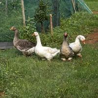 Oche, materiale fecondo