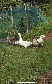 Oche, materiale fecondo