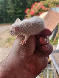 Ratti