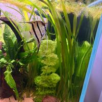 Piante acquario Vallisneria e hygropila difformis