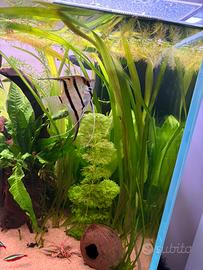 Piante acquario Vallisneria e hygropila difformis