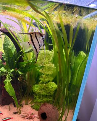 Piante acquario Vallisneria e hygropila difformis