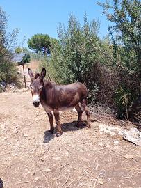Animali