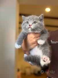 Scottish fold e Straight cuccioli