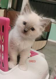 Maschietti ragdoll