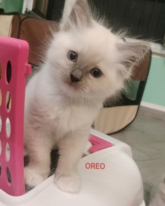 Maschietti ragdoll