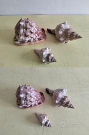 Set 3 pezzi conchiglie naturali 