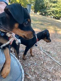 Cuccioli di PINCHER
