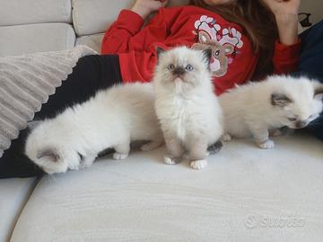Ragdoll cuccioli con pedegree