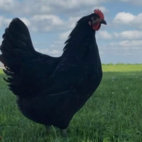 Galline ovaiole nere