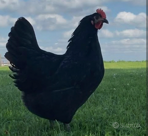 Galline ovaiole nere