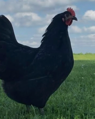 Galline ovaiole nere