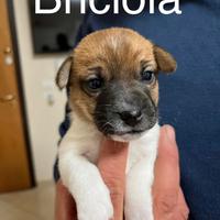 Cuccioli di JACK RUSSEL