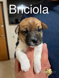 Cuccioli di JACK RUSSEL