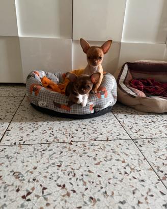 Chiuhuahua