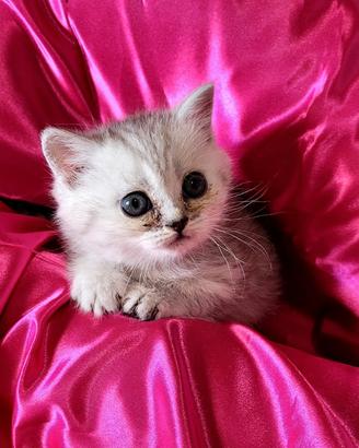 Gattina British Longhair
