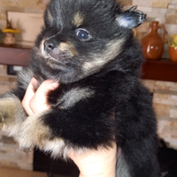 Meravigliosi cuccioli di spitz