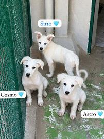 Cucciolo taglia media in adozione