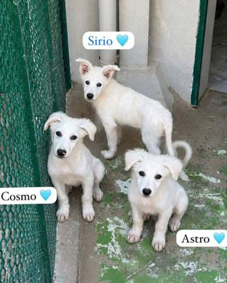 Cucciolo taglia media in adozione