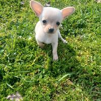 Chihuahua toy femmina