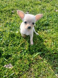 Chihuahua toy femmina