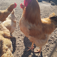 Galline