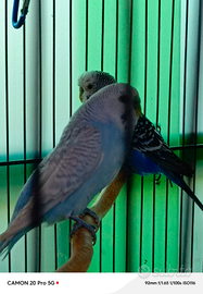 Due cocorite maschi che dicono qualche parola