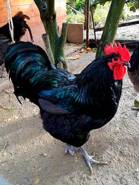 Gallina australorp-uova da cova
