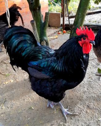 Gallina australorp-uova da cova