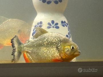 Piranha cariba acquario pesci predatori