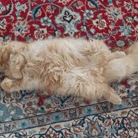 Gattini persiani ed esotici
