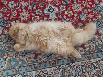 Gattini persiani ed esotici