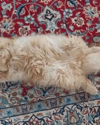 Gattini persiani ed esotici